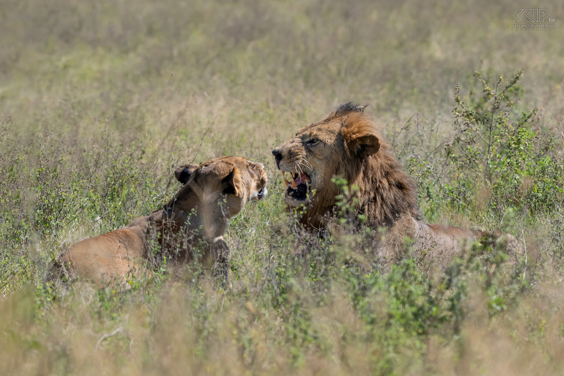 Nakuru NP - Couple of lions In Nakuru NP we were able to spot a couple of lions in the morning. For ten minutes they were clearly visible in the tall grass, then they moved and lay down in even higher grass, so they were barely visible. Always impressive to see these mighty cats in the wild. Stefan Cruysberghs